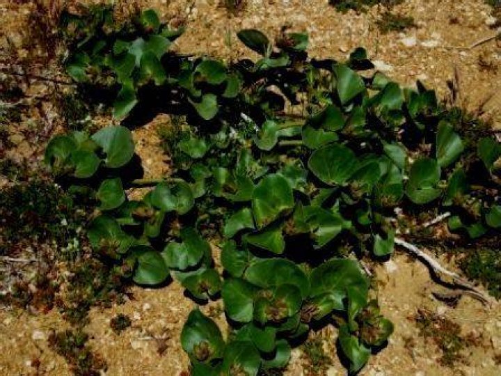 september 2010 002 Mystery plant. About 5 feet tall. Dime … Flickr